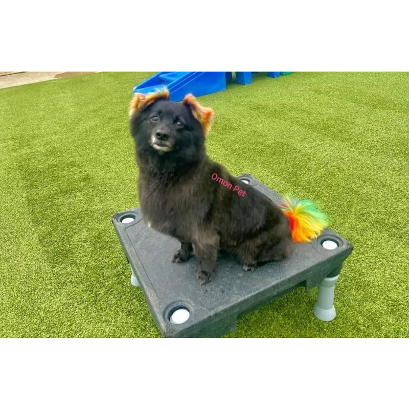 Bộ tẩy nhuộm lông màu giúp màu lên đều và tươi hơn cho thú cưng lông đen xám nâu - OmonPet