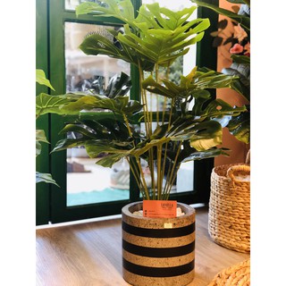 Cây giả - Cây Lá Mai Rùa