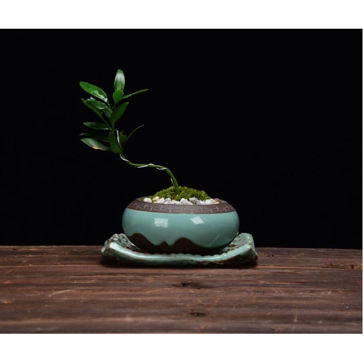 Chậu trồng cây, chậu gốm tử sa trồng bonsai mini- Green street shop