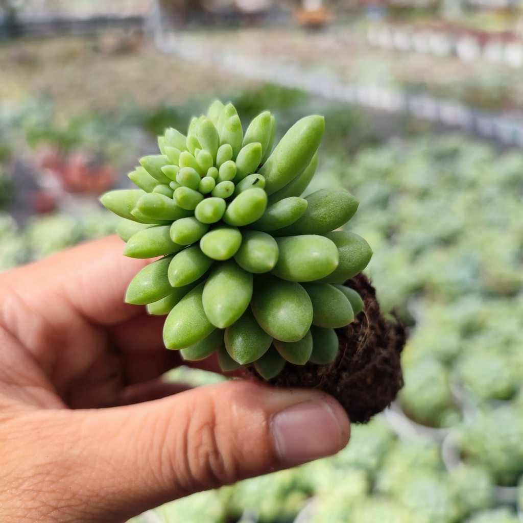 Sen Đá Chuỗi Ngọc Lục Size Mini 2.5-4cm Siêu Cute, Vườn Sen Đá PANDAA GARDEN Xuất Xứ Đà lạt Khoẻ Đẹp, Lỗi 1 Đổi 1