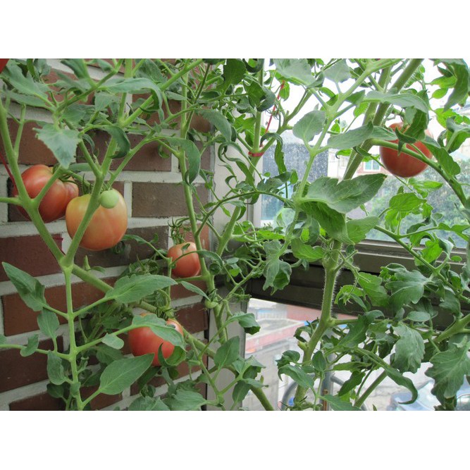 Hạt giống Cà chua F1