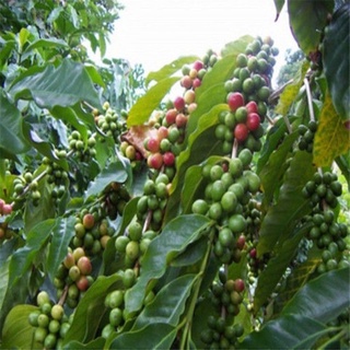 cây giống cà phê