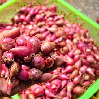 500g củ hành tím hành chuẩn Huế