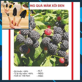 Hạt giống Cây Mâm Xôi Đen 30 Hạt TẶNG BỘ LÀM VƯƠN MINI