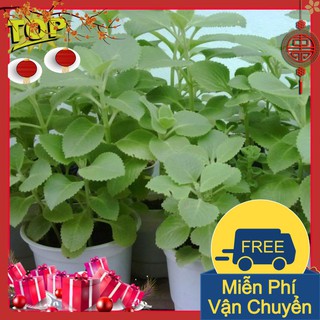 Combo 2 Gói Hạt Giống Húng Chanh