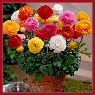 Hạt giống hồng ri tư 20 hạt nhiều màu (mao lương)