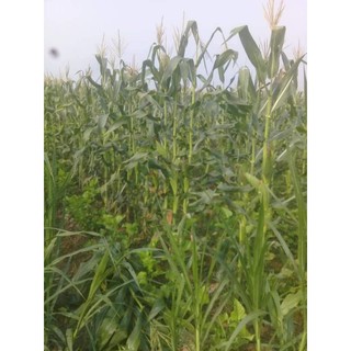 Hạt giống Ngô Nếp  - 100g