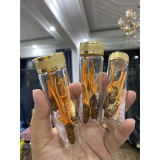 Đông trùng hạ thảo thượng hạng golden 10 - ký chủ nhộng sấy thăng hoa