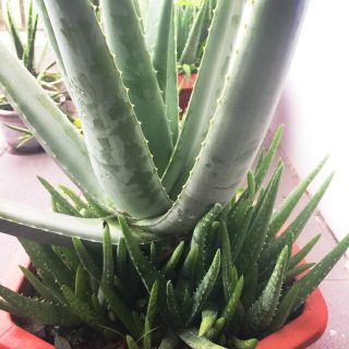 Nha đam mỹ bẹ to (cây con giống) 1 cây