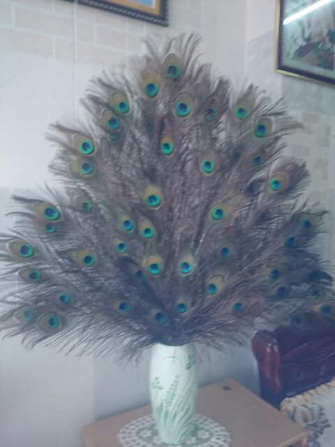 Combo 12 Lông công tự nhiên | BigBuy360 - bigbuy360.vn