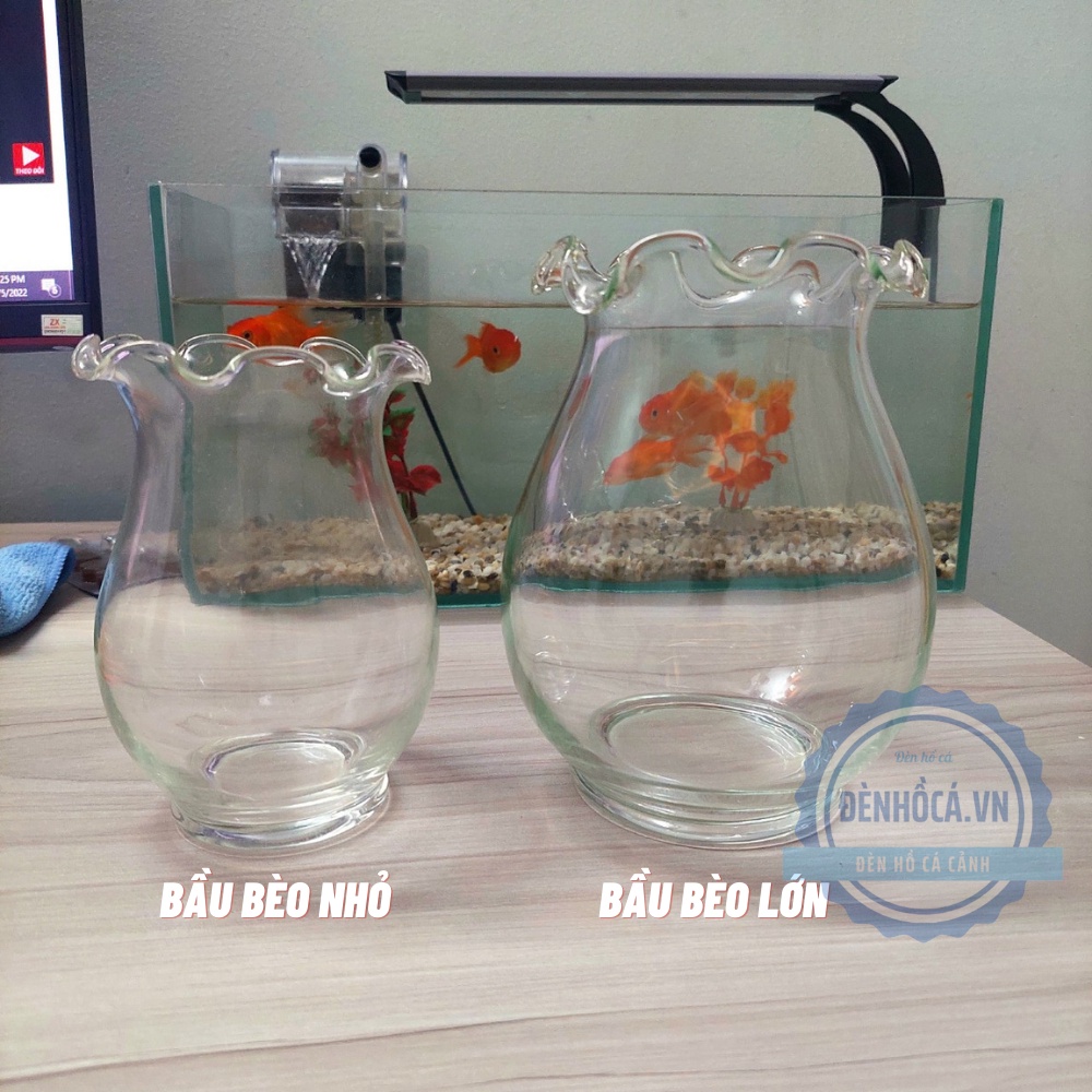 Chậu thủy tinh mini , chậu hoa thủy tinh , chậu thủy tinh mini tai bèo
