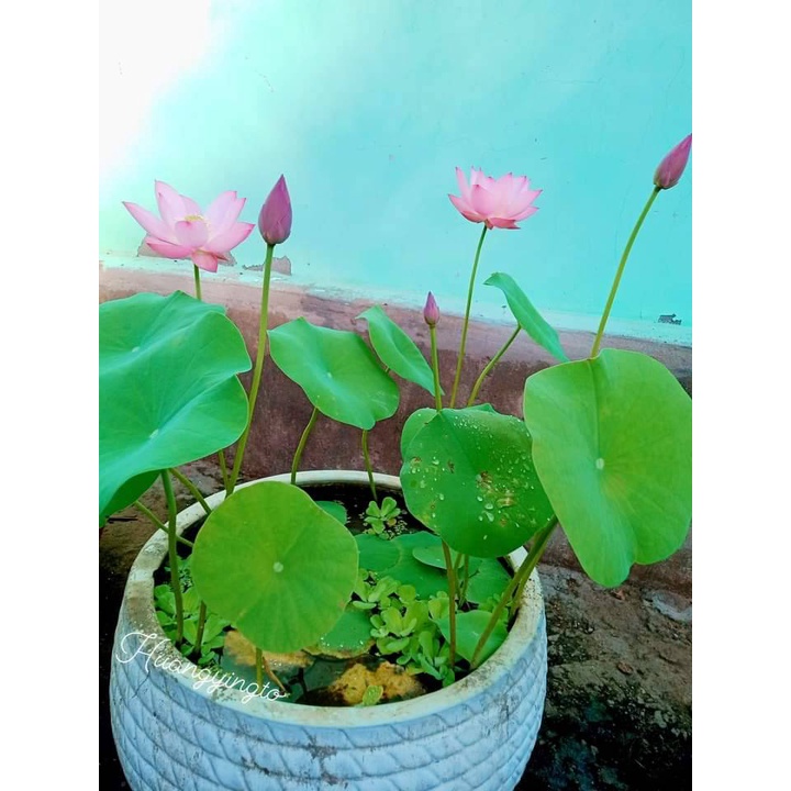 1kg Bùn khô trồng hoa sen, hoa súng, cây thủy sinh, trồng rau