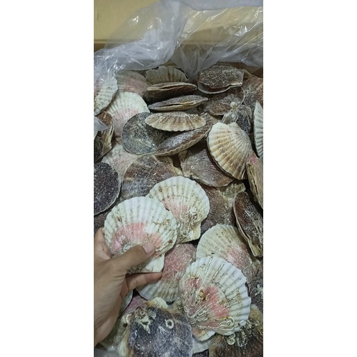 Sò điệp Nhật nguyên con 1kg (7-10 con giao tphcm)