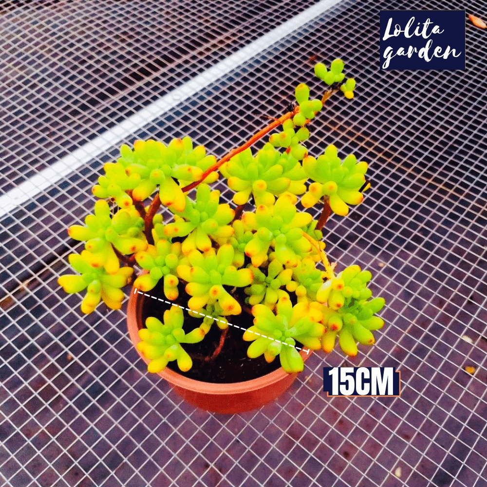 Sen đá thạch ngọc mĩ bụi to full nắng mưa Đà Lạt size trung bình cây cảnh trang trí nhà cửa Lolita garden