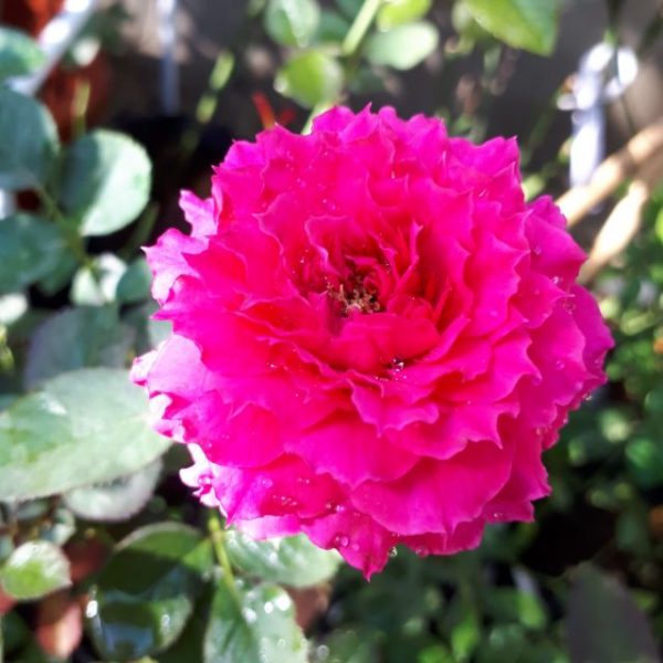 10 Hạt Giống Đủ Mix 7 MÀU Hoa Hồng hồng ngoại Aoi Rose Nhật Bản