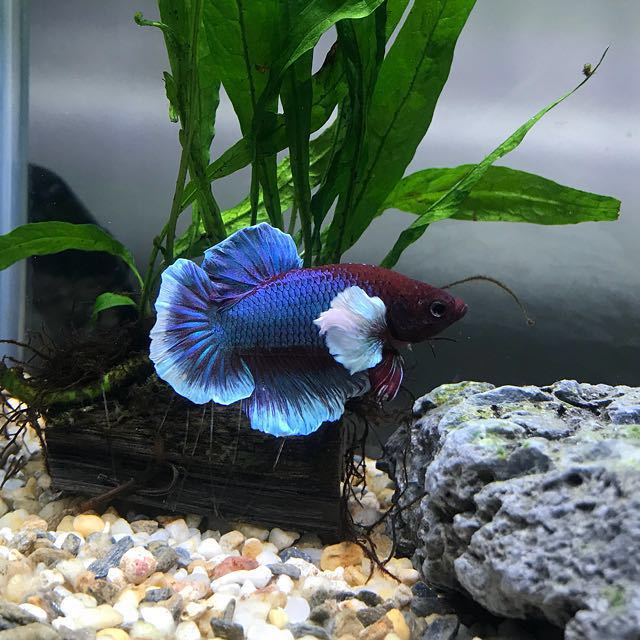 Combo 1 cặp Dumbo Betta