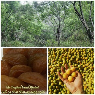MƠ KHÔ KHÔNG HẠT MS TROPICAL 300gr