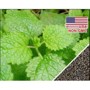 50h Hạt Giống Tía Tô Đất Citronella ĐUỔI MUỖI CÔN TRÙNG
