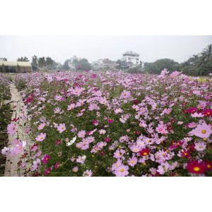 Shop 1K - HẠT GIỐNG HOA CÁNH BƯỚM MIX - Tặng thuốc kích hạt nảy mầm nhanh chóng + Hướng dương siêu Lùn