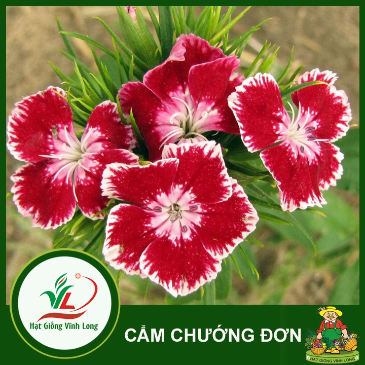 Hạt giống hoa Cẩm chướng đơn RĐ 871 - 0,1g