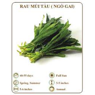 Hạt giống rau mùi tàu - ngò gai - THE XANH