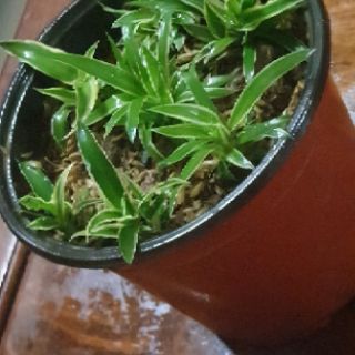 Combo 3 cây con dây nhện
