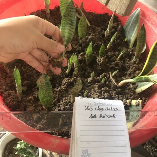 Lưỡi hổ xanh