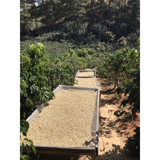Organic Blend 500g