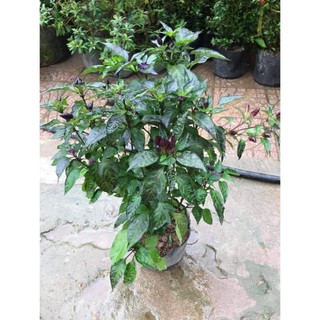 Cây giống ớt tím