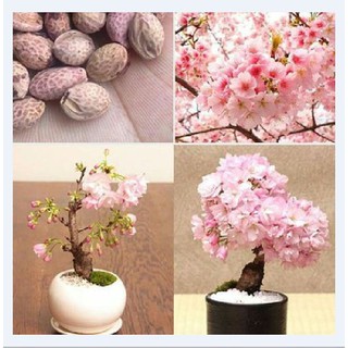 Hạt giống hoa anh đào nhật 5 hạt (TẶNG gói kích thích hạt nảy mầm)