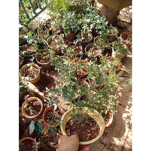 Hoa hồng cổ Huế, nụ hoa dùng là trà hoa hồng