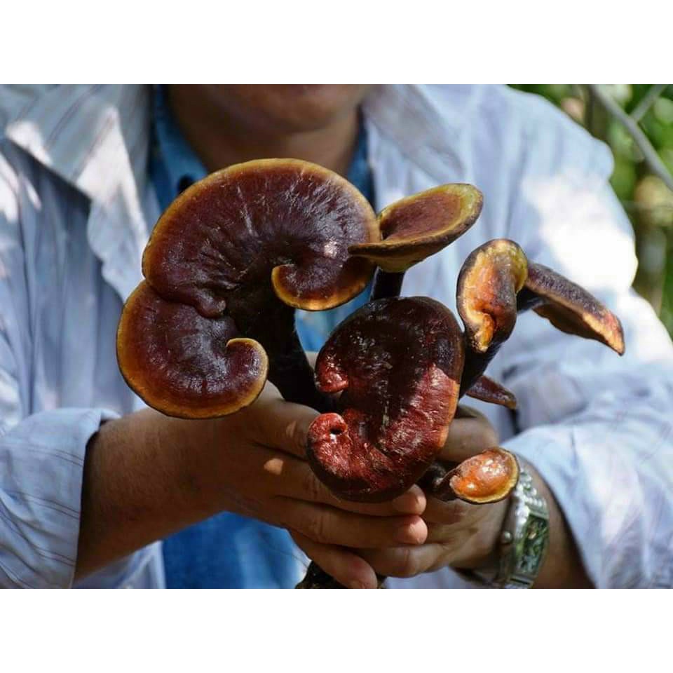 Nấm lim xanh chuẩn rừng tự nhiên