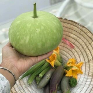 Hạt giống bầu tròn thái lan 10 hạt