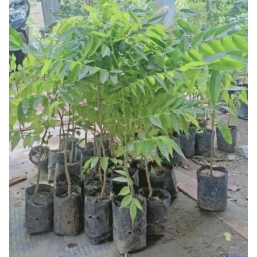 CÂY GIỐNG SƯA ĐỎ cao 30cm9