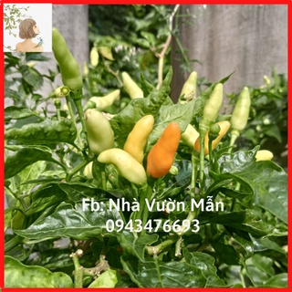 20 hạt giống ớt xiêm trắng