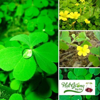 Gói 200 hạt giống cỏ ba lá LINH NGOC
