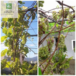 Cây giống nho lùn pháp