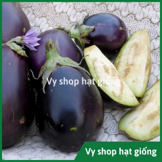 Hạt giống cà tím giọt nước Thái Lan gói 100 hạt
