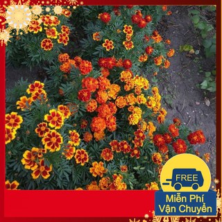 Hạt Giống Hoa Cúc Vạn Thọ Pháp