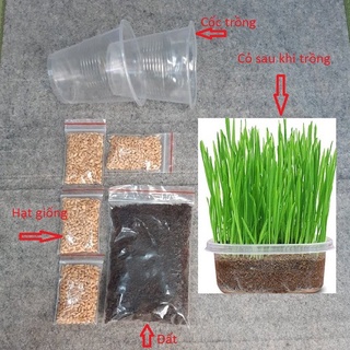 Hạt giống cỏ mèo, Bộ trồng cỏ mèo