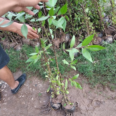 Cây Bần Chua Loại 1 -sp0
