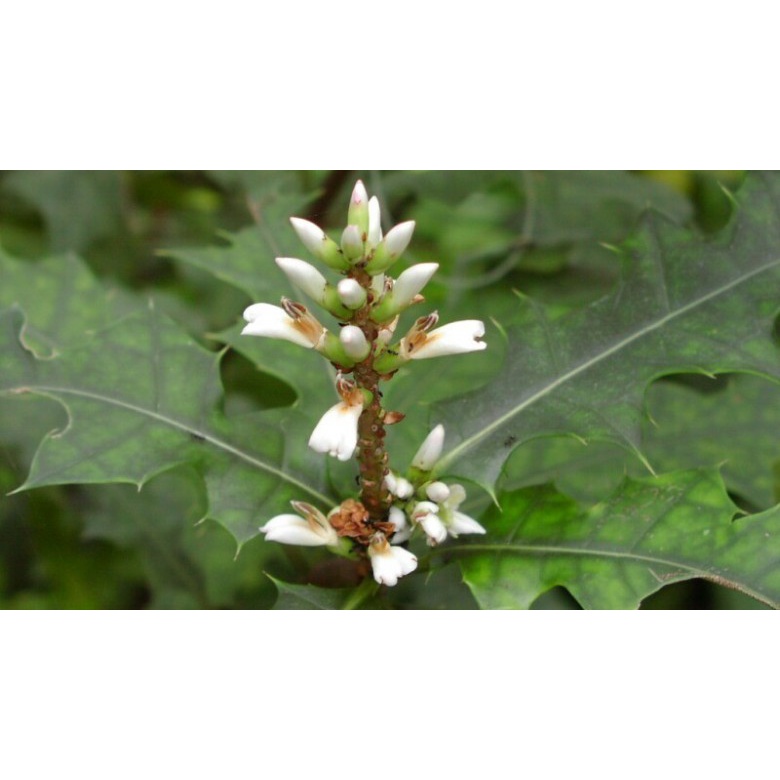 Cây ô rô phơi khô 1 ký sản phẩm phơi khô sạch sẽ