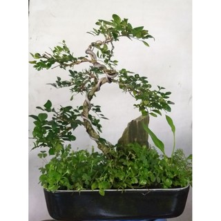 Tiểu cảnh Cây Nguyệt Quế