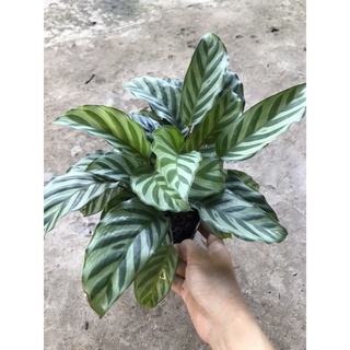 caykiengsadec cây  công sọc lá nhỏ + tặng  phân  bón - trang trí nội thất cảnh quan ngoài trời