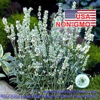 25h Hạt Giống Lavender Snow (TLB2| -KD: B6*V13*M237)
