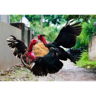 Bịt mỏ gà chọi( com bo 2 cái )