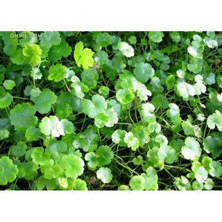 Hạt Giống Rau Má