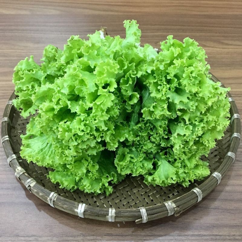 Rau củ ĐÀ LẠT - Xà lách lolo xanh thuỷ canh