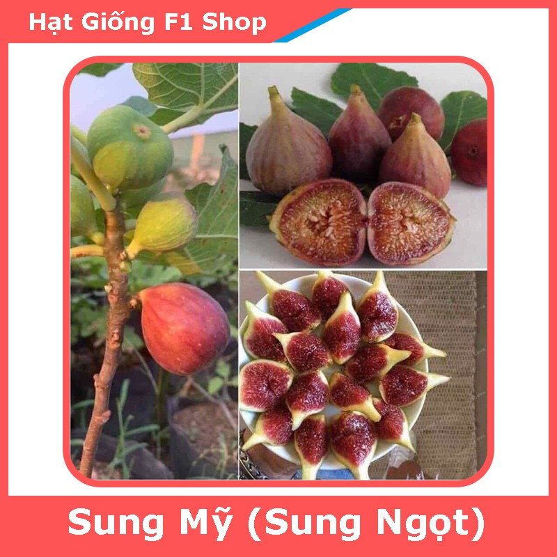 Hạt Giống Cây Sung Mỹ (Sung Ngọt) (10H) (103.F1)