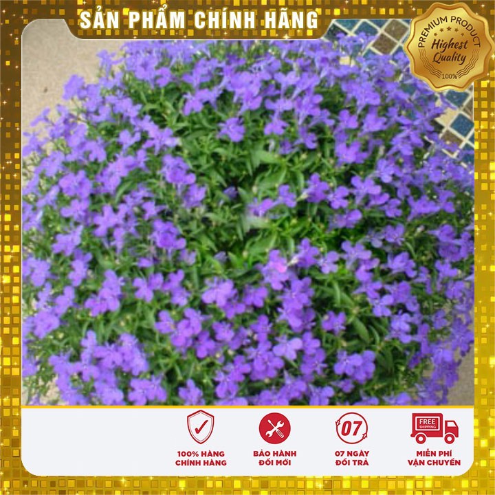 Hạt giống hoa Cúc Lobelia Nhiều màu gói 50 Hạt